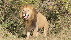 Lion this morning Muthu Keekorok Lodge Maasai Mara Water4Wildlife Maasai Mara Ness Dream Safari National Geographic Lee Couling Jacqueline Taylor | Lemurt Wildlife