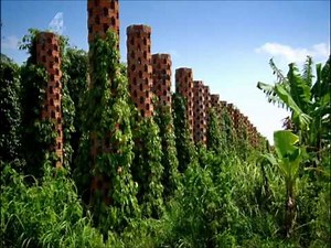 Starling Farm - Spice Trip Cambodia - Black Pepper