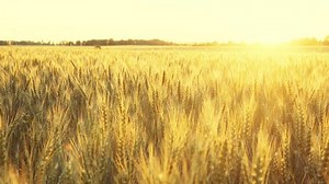 Wheat Field Sunset Sun Flare Backlight Stock Footage Video (100% Royalty-free) 28812412 | Shutterstock