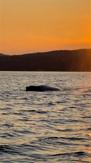 1.7K views · 50 reactions | There’s no better time to go whale-watching in Québec!  Between mid-August and October, the St. Lawrence River turns into a playground for these marine mammals. You can see humpback whales, fin whales and belugas in Tadoussac, but also elsewhere on the Côte-Nord and in Bas-Saint-Laurent, Gaspésie, Saguenay-Lac-Saint-Jean and even Charlevoix.  . : @marieisaway | Bonjour Québec | Facebook