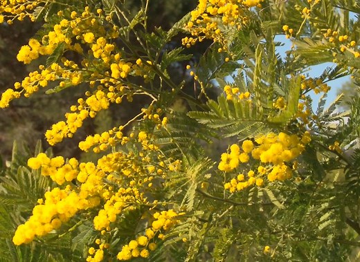 Planter un mimosa en pleine terre : guide complet et astuces clés