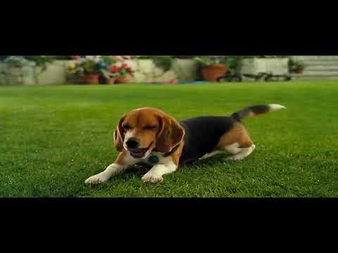 Cats and Dogs: Mr. Tinkles' Bath