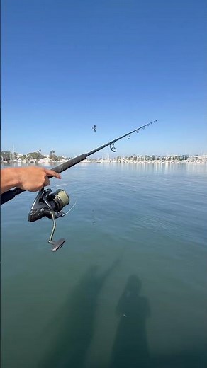 Shimano SpeedMaster XTD #fishing #shortsfeed #shimanoreels #shimano #fishingvideo #howtofishing