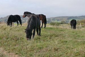 The most beautiful Horses 2021