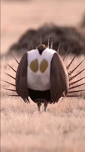 Sage Grouse Performing Its Famous Mating Dance and Song 🎶🦅 | ‪@wildforcestv‬