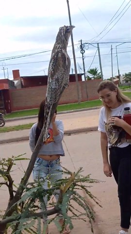 Bird camouflages perfectly on tree branch
