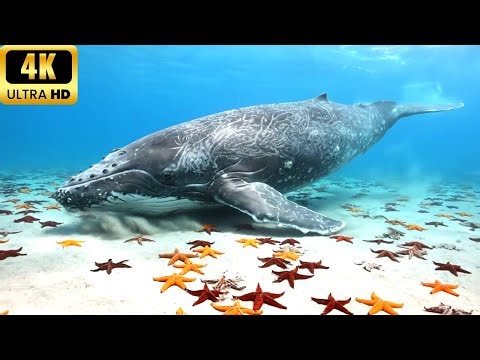 Ocean 4K – Gray Whale | Gentle Natural Sounds & Relaxing Music for Deep Sleep