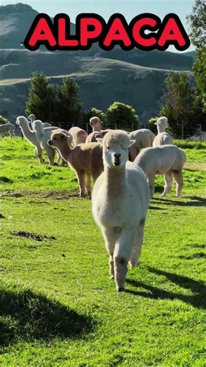 Alpaca Sound #shorts
