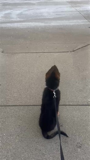 Meet Knox (Sonic) He is a gorgeous 11 week old male from Ellaria/Kratos. He has already began his training to become a search and rescue dog in Indiana. This video is of his first exposure to loud fire trucks and their sirens, horns, lights etc... Look how calm, cool, and curious he is ! Nancy and I work hard developing the confidence and character of our puppies and as much as I'd luv to take credit for this I have to admit it's mostly genetics. His parents are exceptional GSD's. Kratos has bre