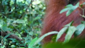 Experience heartwarming stock footage of an orangutan mother and her baby in the vibrant Sumatran jungle. Witness their close bond and playful interactions as they navigate the lush canopy together.