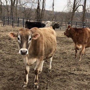 1.4K views · 162 reactions | We love our Cows! ❤❤❤❤ | The Barnyard Sanctuary | Facebook