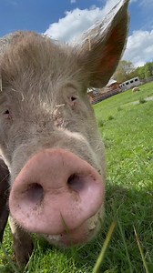 24K views · 2.6K reactions | I love sharing conversation videos because they showcase the unique personalities of each individual. You can hear their voice, personality, and perspective. Baby Sara, in particular, has a joyful and lively demeanor. | Arthur's Acres Animal Sanctuary | Facebook