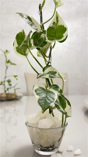 Como Cultivar Jiboia N’Joy na Água #hidroponia #plants #suportedeplantas #garden