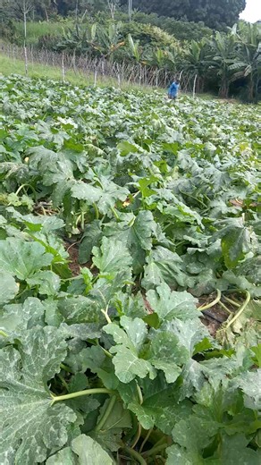 O que não vai pra venda, serve de alimento para os animais #vidanaroça