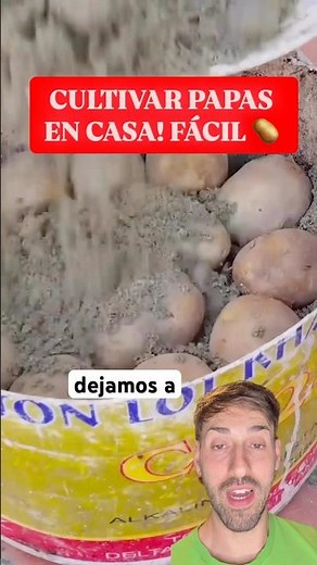This is how you PLANT Potatoes at Home 🥔 Without SEEDS!
