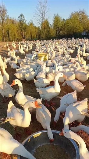 “Goose Raising Tips Revealed | Practical Goose & Duck Farming Experience”#GooseRaisingTips #ducklife