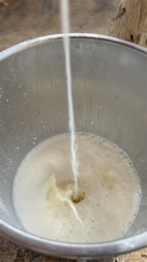 8.3K views · 488 reactions | Thinking about adding a milk cow? Here...