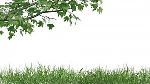 footage of tree branches animation with grass row, 3d illustration rendering