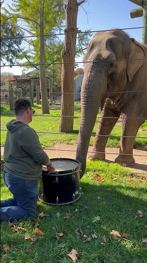 Elephant Plays on Drums After Seeing Person Do it - 1376497