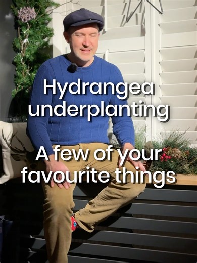 It is the season to reflect on your year, and for us it’s time to go through the top 5 most popular videos of 2025! We feel it’s important to talk about this so that we can provide you with the best content we can, answering the most pressing questions you may have. We have a tie for 4th & 3rd with videos about underplanting Hydrangeas. Two of my go-to choices are Pachysandra terminalis, a tidy, evergreen ground cover that loves the shade and gently spreads without being too thuggish, and Vinca 