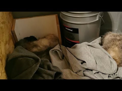 they tolerate each other #Opossum #Animals