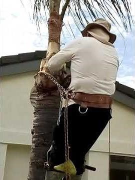 Cómo cortar una palmera de forma segura