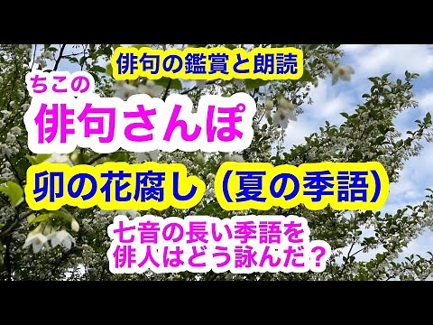 [Haiku Walk, No. 70] Unohana Fushi (a summer seasonal word) is a long seasonal word with seven sy...