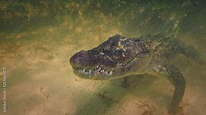 Extreme 4k UHD closeup shot of an american saltwater crocodile in ocean water, waiting for a prey underwater, wildlife nature at shallow depth in bank