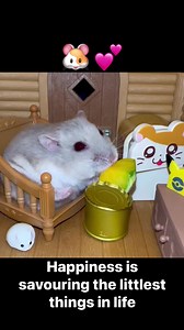 Happiness is savouring the littlest things in life, don’t you agree, friends? #hamsters #hamster | Hamstars