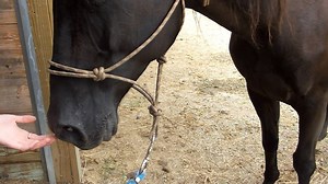 This horse has Recurrent Airway Obstruction, or heaves. It is very similar to human asthma, so it is now termed Equine Asthma. Difficulty in breathing is not comfortable at all. Systemic glucocorticoids are currenlty the mainstay to treat heaves in horses, but inhaled medications can reduce the risk of side effects. Do you have a horse with labored breathing? Contact us about an equine study for a new medication to treat RAO. (724) 727-3481 Fox Run Equine Center www.foxrunequine.com www.equinest