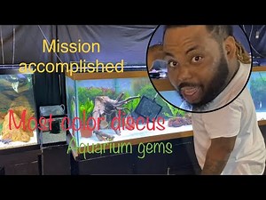 Adding new fish species to the Discus tank | 125 gallon planted discus tank