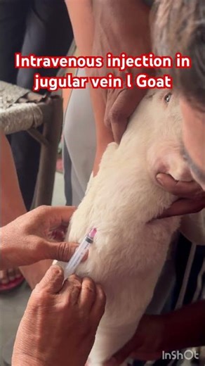 Intravenous injection l dr Umar Khan