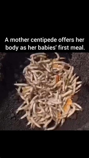Jupiter TV Studio on Instagram: "The ultimate sacrifice. 🕷️💔 In a rare and extreme biological phenomenon called Matriphagy, the mother centipede offers her own body as the first meal for her newborns. This ensures they get the vital nutrients needed to survive their first few days of life. Nature’s version of motherhood can be both beautiful and brutal. 🌿🧪 Is this the most extreme act of nature you’ve heard of? 👇 #NatureIsWild #BiologyFacts #Centipede #AnimalBehavior #Evolution #ScienceDail