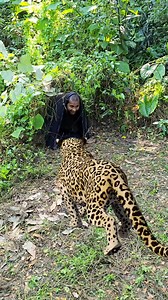 12K views · 48 reactions | leopard attack in jungle a boy #brazil #facebookreel #reels #vfx #leopard | viral cricket | Facebook