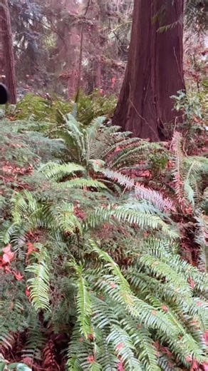 Planthony | Fern Facts! 🌿🍄🌈✨ | Instagram