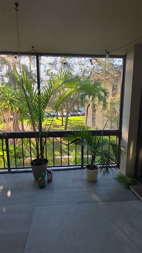 Quaker Parrots in my backyard this morning. I just love all of the Florida Wildlife that surrounds my home! Winter in Florida! 🌞🦜 #parrotsoftiktok #parrot #quakerparrots #florida #floridawinter