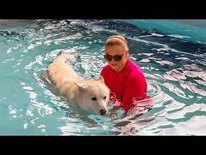 Canine Hydrotherapy with Endless™ Pools