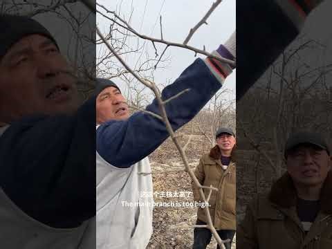 Learning from the master how to prune pear trees.#peartree #pruning #gardening