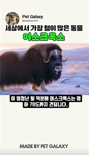 세상에서 가장 털이 많은 동물 – 머스크옥스 #머스크옥스 #신기한동물