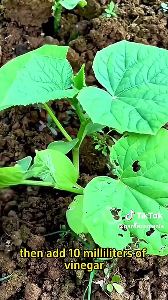 Natural Homemade Pesticides for Healthy Vegetable Gardens