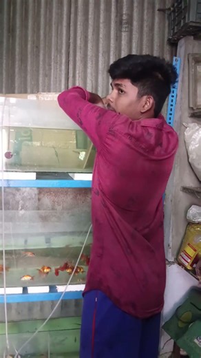 Success! Our Zebra Angelfish Pair Just Laid Eggs! Full Process #fishbreeding#mukilaquafsrm#angelfish