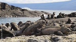 Galapagos animals - Marine Iguana and Flightless cormorant at Punta Espinoza, Fernandina Island, Galapagos Islands. Amazing wildlife and nature display with many endemic species