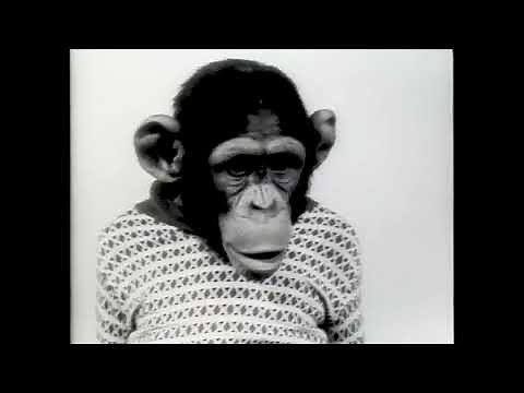 Xerox 914 copier with Sam the chimpanzee
