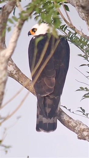 1.8K views · 345 reactions | Amazing sighting from the Canopy Tower...