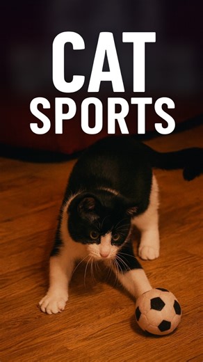 This Cat Plays Soccer Like a Pro!