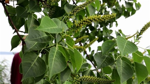 Man, Walking, Hiking, Lonely