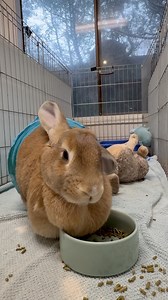 8K views · 490 reactions | Please welcome new arrival Biscuit, who came to SaveABunny after her human passed away and she was left at a shelter. Biscuit's a Flemmish Giant girl with a curvaceous dewlap -- gentle and friendly and we can just tell she's very open to loving again. | SaveABunny | Facebook