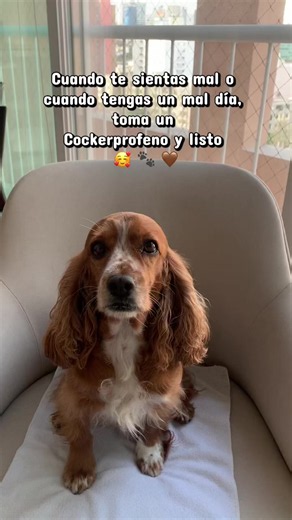 Una receta casera que si funciona 😉🤎 🐾 #foryou #mydog #cockerspaniel #cockerspanielsoftiktok #gala_cocker_peru
