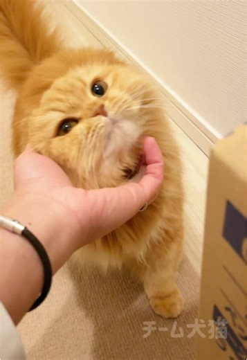 猫と犬の仲良し動画集