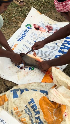 Fish ni buyers export ki konemundhu endhuku cut chestharu telusa?.......#aqua #godavari #aquafish